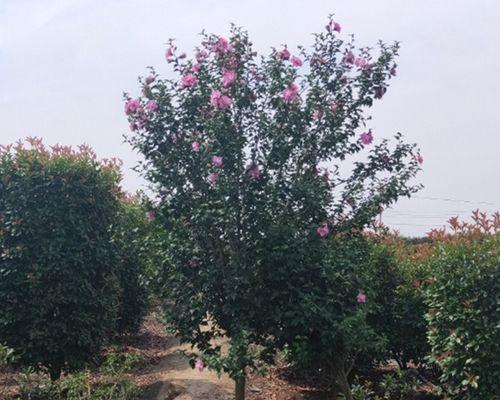 木槿树可以种在院子里吗？种植木槿树的注意事项有哪些？