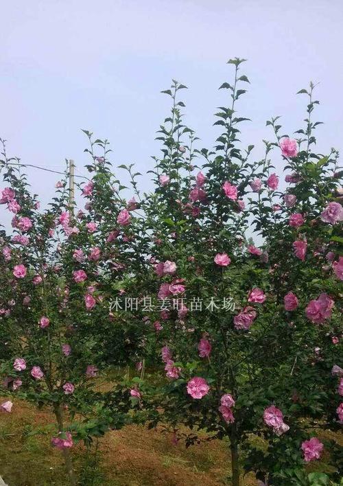 木槿树发芽长叶的时间是什么时候？春季养护需要注意什么？