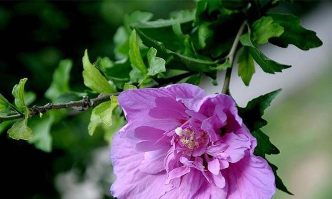 木槿不开花是什么原因？如何解决木槿不开花的问题？