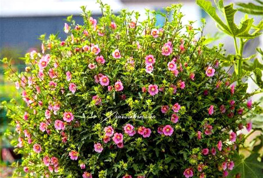 木槿喜欢阳光吗？如何正确种植以确保其健康生长？
