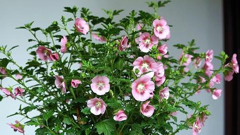 木槿喜阴还是喜阳？如何正确养护木槿花？