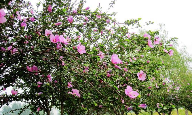 木槿一年开几次花？木槿花期及养护技巧是什么？