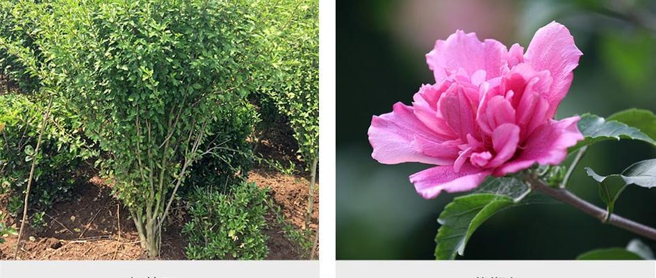 木槿一年开几次花？木槿花期及养护技巧是什么？