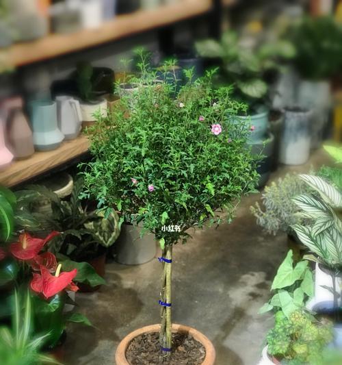 木槿用什么肥料最好？如何根据季节选择合适的肥料？
