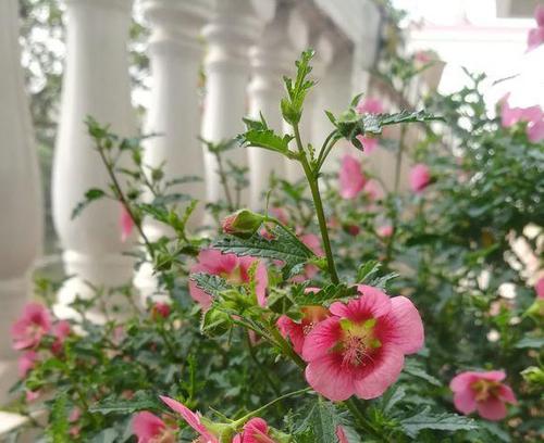 木槿用什么肥料最好？如何根据季节选择合适的肥料？