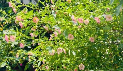 木槿繁殖方法有哪些？繁殖过程中应注意哪些事项？