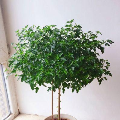 木槿修剪方法有哪些？如何正确修剪木槿？