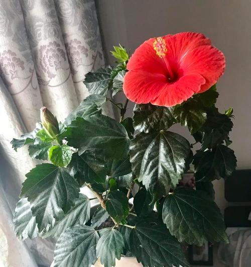 木槿怎么养殖方法？有哪些注意事项？