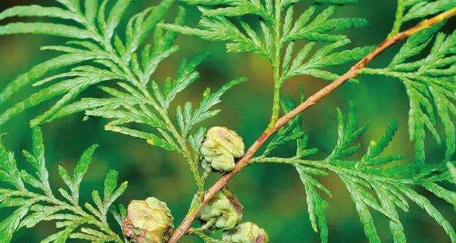 木樨属于裸子植物吗？木樨的分类和特点是什么？