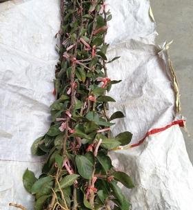 木麒麟是什么植物？它的特点和养护方法有哪些？