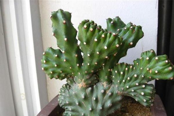 木麒麟是什么植物？它的特点和养护方法有哪些？