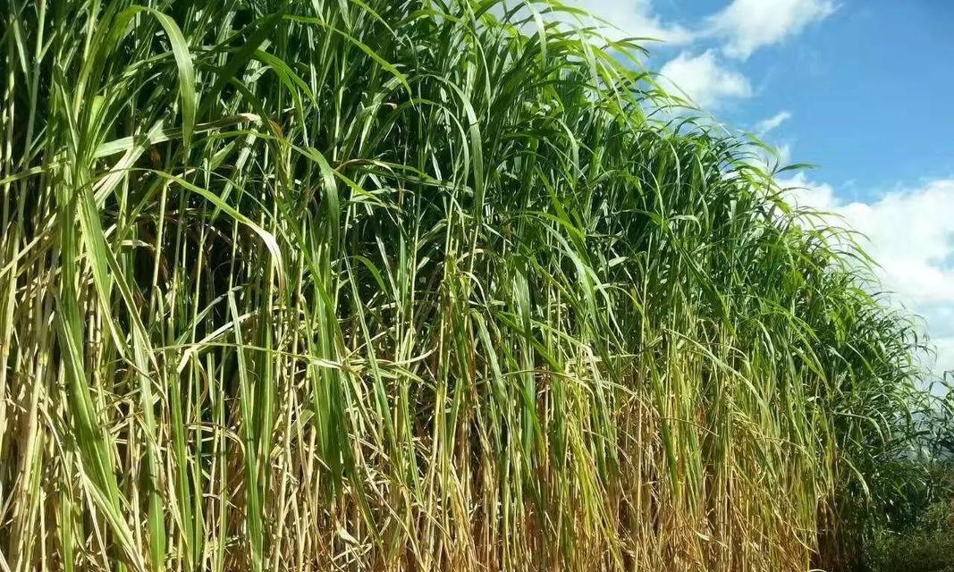 牧草种植需要哪些条件？自然生长的气候条件是什么？