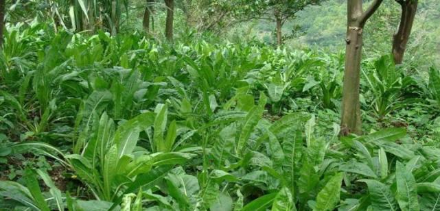 牧草种植需要哪些条件？自然生长的气候条件是什么？