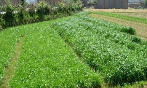 牧草种植需要哪些条件？自然生长的气候条件是什么？