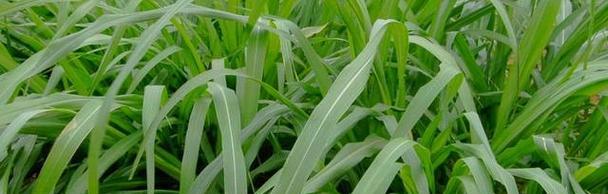 牧草生长条件和特性是什么？如何优化牧草生长环境？