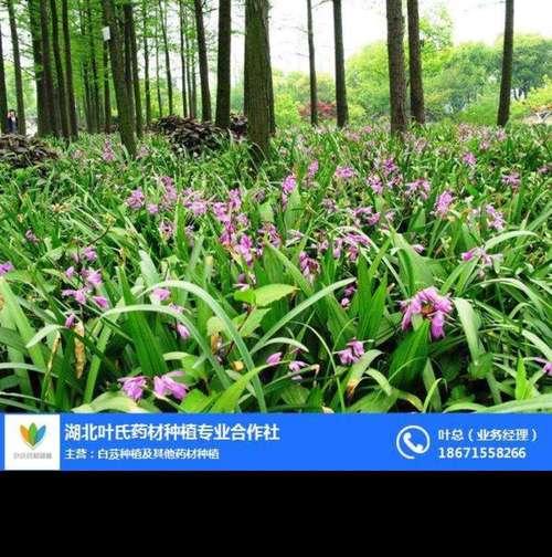 牧马山地瓜最佳种植时间是什么时候？如何确保高产？