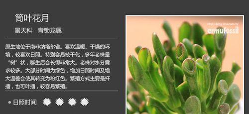 那不勒斯月季有哪些优点和缺点？如何正确养护？