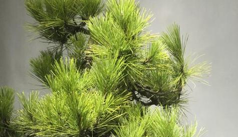 那须五针松如何保持翠绿？养植技巧有哪些？