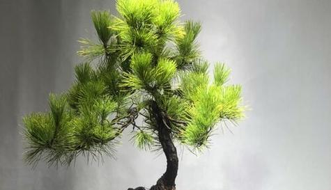 那须五针松如何保持翠绿？养植技巧有哪些？