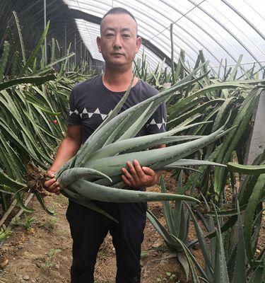 纳豆在农村的别名是什么？农村人如何称呼纳豆？