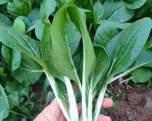 奶白菜的最佳种植时间是什么时候？种植时应注意哪些问题？
