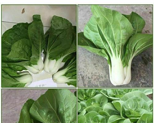 奶白菜的最佳种植时间是什么时候？种植时应注意哪些问题？