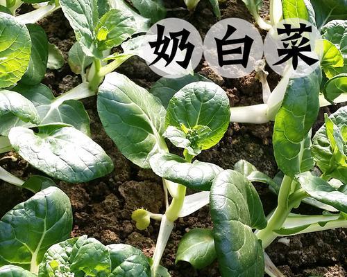奶白菜什么时候种植最好？种植方法有哪些常见问题？
