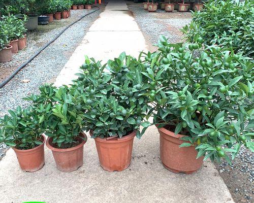 奶茶店适合放置哪些植物来招财？这些植物有什么特别含义？