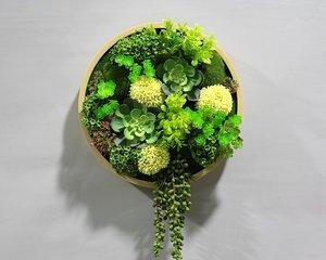 奶茶店适合放什么植物？如何选择合适的室内植物？