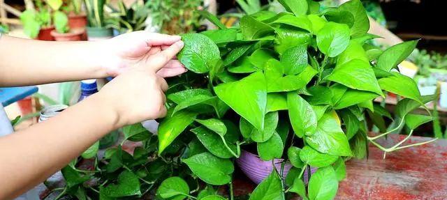 浇绿萝用奶茶可以吗？这样做对植物有害吗？