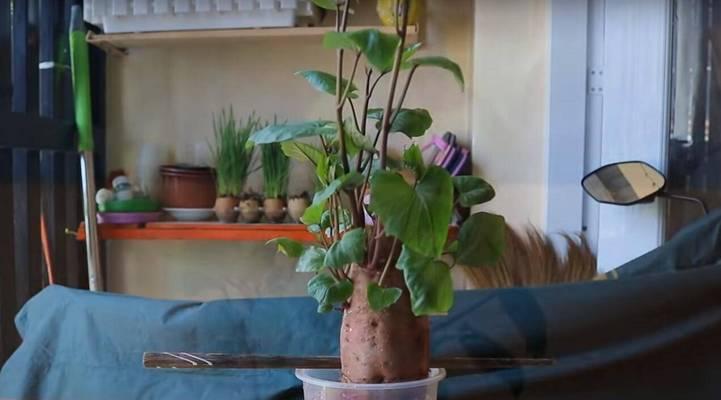 浇绿萝用奶茶可以吗？这样做对植物有害吗？