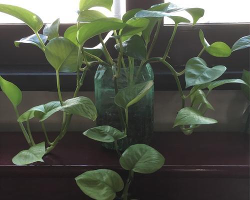 浇绿萝用奶茶可以吗？这样做对植物有害吗？