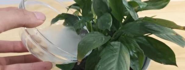 奶粉浇花的正确方法是什么？浇花有哪些好处？
