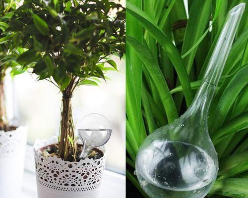奶粉浇花的正确方法是什么？浇花有哪些好处？
