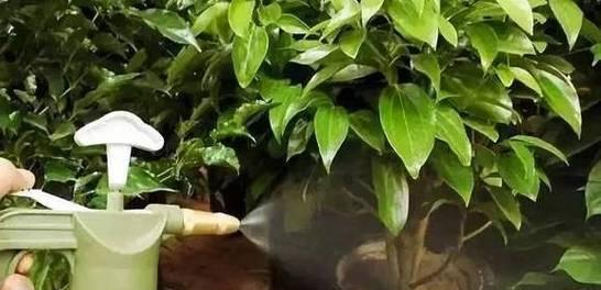 奶粉浇花真的有效吗？正确使用方法是什么？