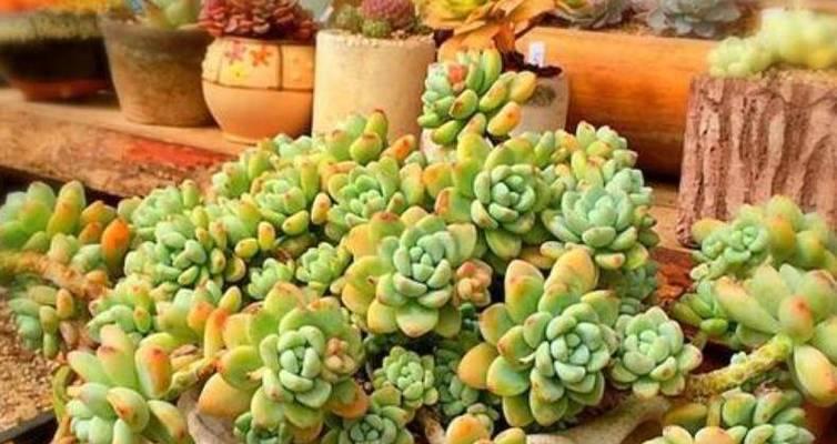 奶粉浇花真的有效吗？正确使用方法是什么？