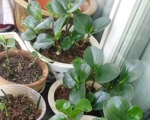 奶粉浇花真的有效吗？正确使用方法是什么？