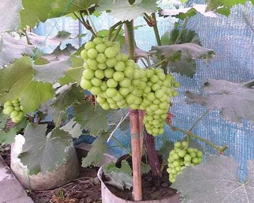 奶块葡萄种子怎么种植？种植过程中需要注意什么？