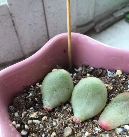奶酪叶插多久能发芽？发芽时间及注意事项是什么？