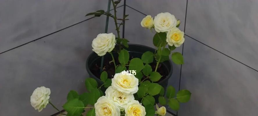 奶油龙沙月季是藤本还是灌木？如何区分藤本和灌木月季？