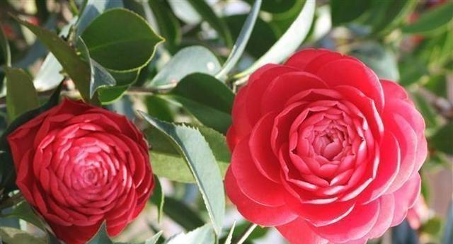 耐冬花养殖需要注意什么？如何正确养殖耐冬花？