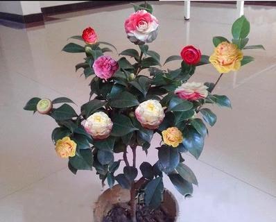耐冬植物施肥指南：什么肥料最适合耐冬植物？