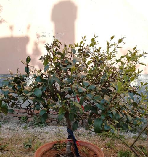 耐冬植物施肥指南：什么肥料最适合耐冬植物？
