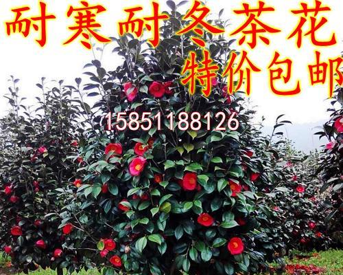 耐冬植物施肥指南：什么肥料最适合耐冬植物？