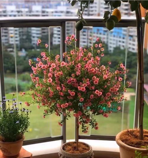 耐高温的花卉有哪些？如何选择适合夏季种植的植物？
