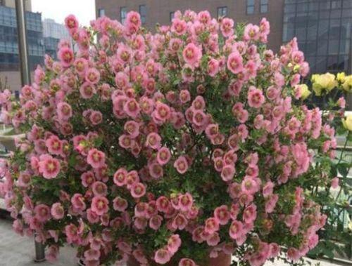 耐高温花卉有哪些？如何选择适合夏季种植的花卉品种？