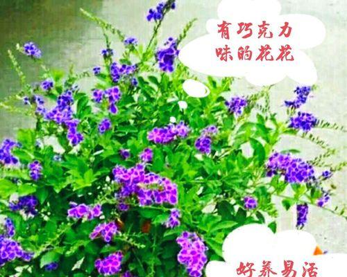 耐高温耐旱的花卉有哪些？如何选择适合夏季种植的植物？