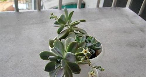 耐寒多肉植物有哪些？如何在冬季养护？