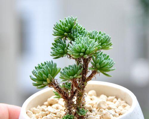 耐寒多肉植物有哪些？如何在冬季养护？