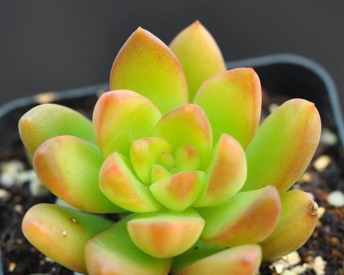 耐寒多肉植物有哪些？如何在冬季养护？